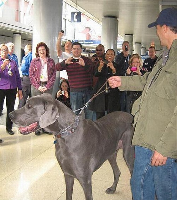 George - najwyższy pies na świecie